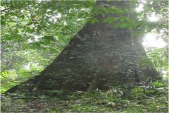 Elaeocarpus tuberculatus